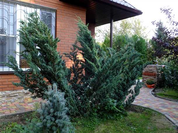 Можжевельник Мейери: особенности сорта (видео)