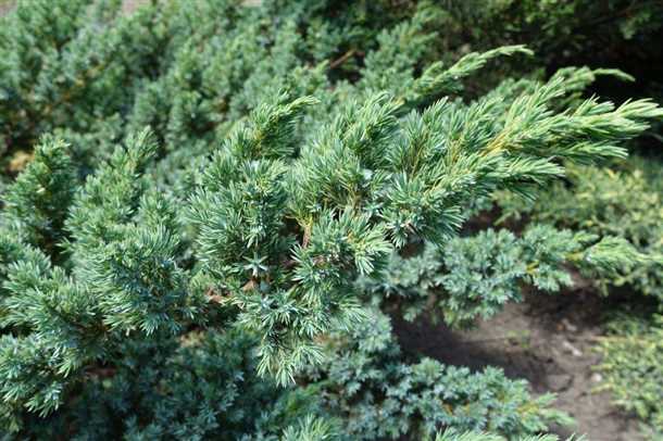 Болезни и лечение можжевельника