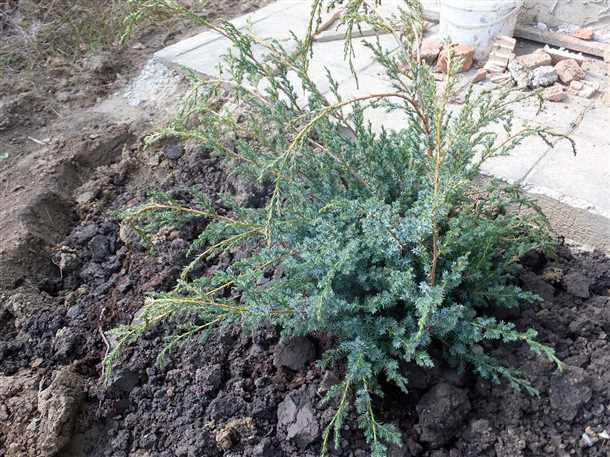 Можжевельник: выращивание и уход (видео)