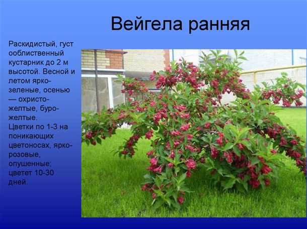 Болезни кустарника вейгела: