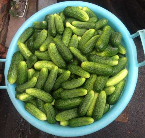 Отзывы огородников