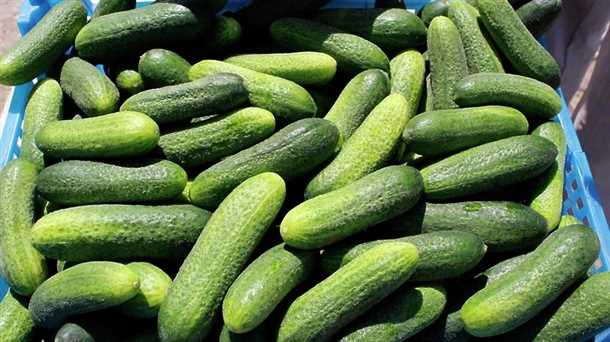 Подготовка почвы