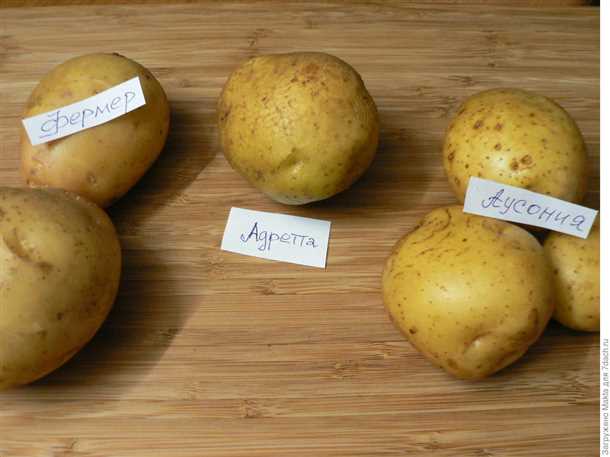 Характеристика сорта