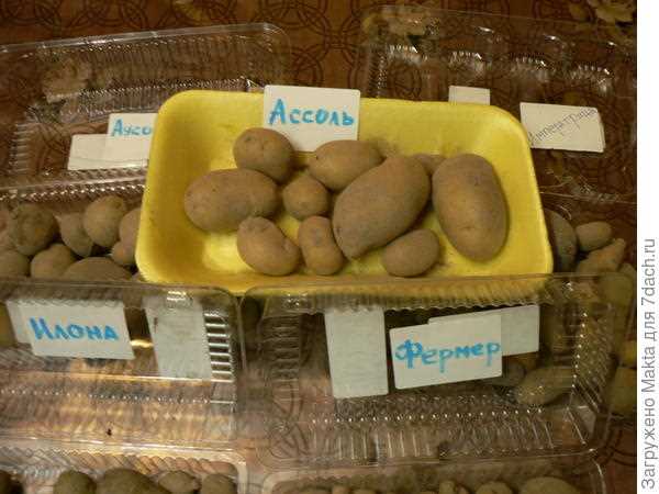 Отзывы картофелеводов