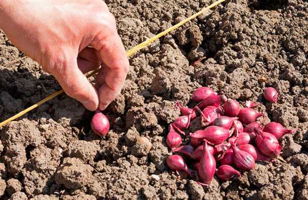 Лук-севок: обработка перед посадкой (видео)