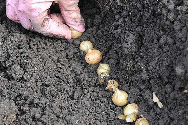 Шаг 3: Замачивание севка