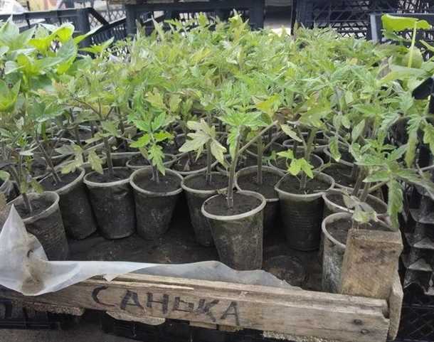 Посадка рассады