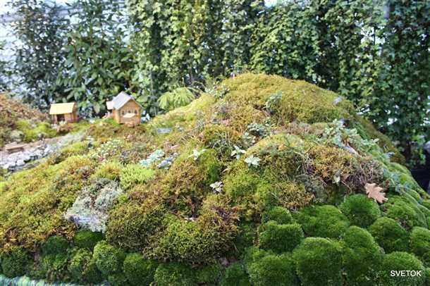 Как сделать сад уникальным с помощью мха и лишайников Как украсить сад с помощью мха и лишайников