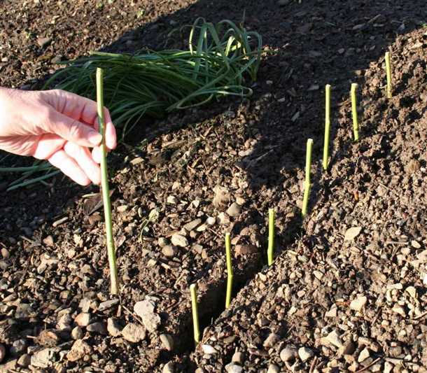 1. Выбор сортов