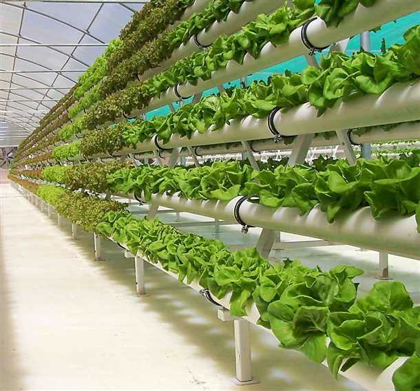 Гидропонное выращивание арбузов