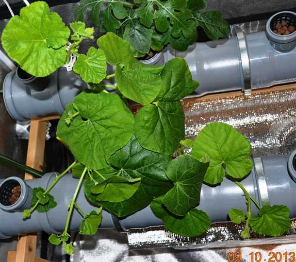 Современный метод агротехники для картофеля