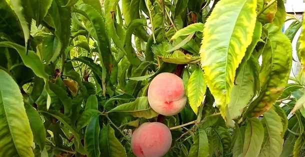 Обрезка деревьев