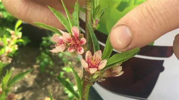 Как опрыскать персик (видео)