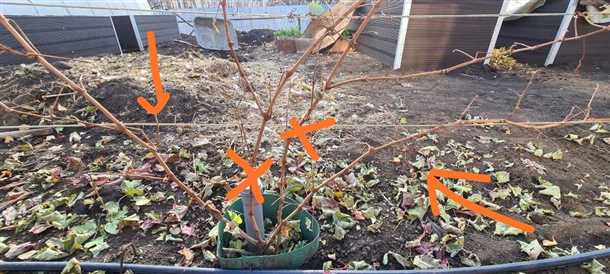 Подготовка винограда к зиме и особенности хранения урожая