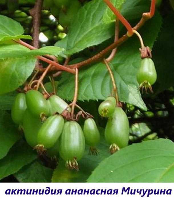 Ботанические особенности