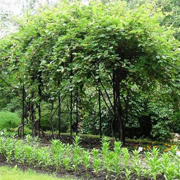 Актинидия: выбор сорта (видео)