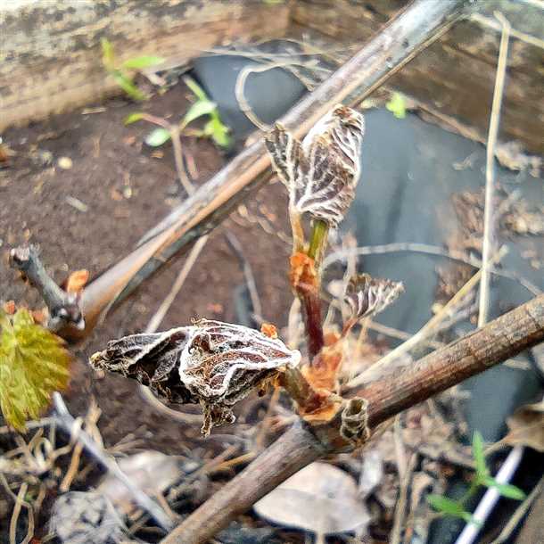 Варианты заготовок на зиму