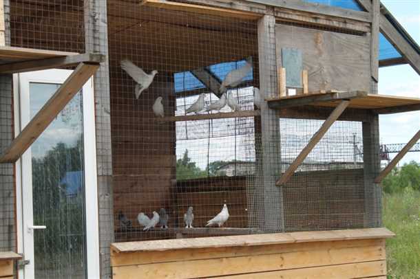 Конструкция голубятни на даче