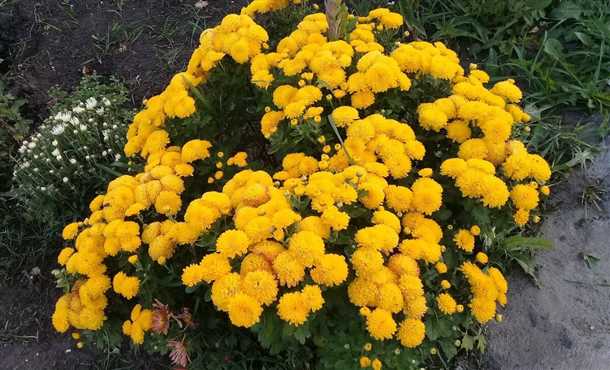 Особенности хризантемы Мультифлора