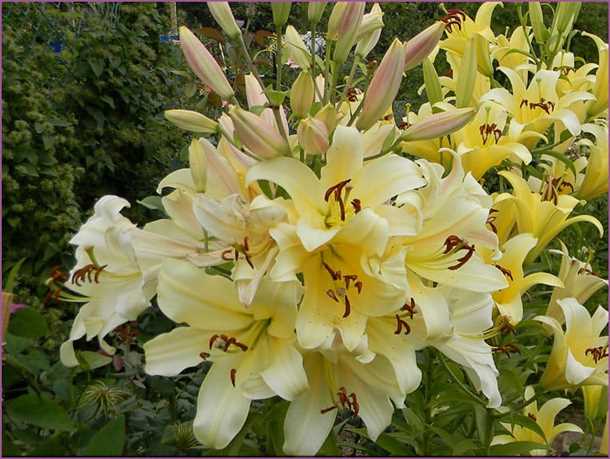 Древовидная лилия маркетинговый ход или новый гибрид