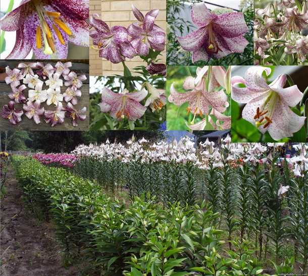 Положительные отзывы