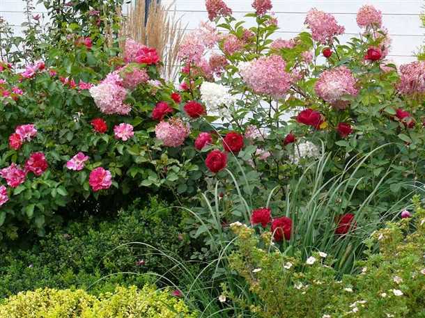 Размножение роз: черенкование (видео)