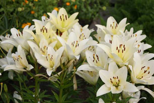 Лилии: посадка и уход (видео)