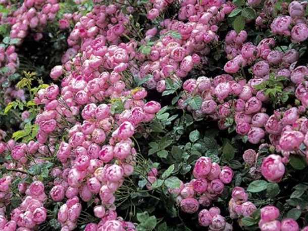 Как выбрать качественные саженцы