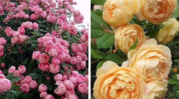Пионовидные розы: выращивание и уход (видео)