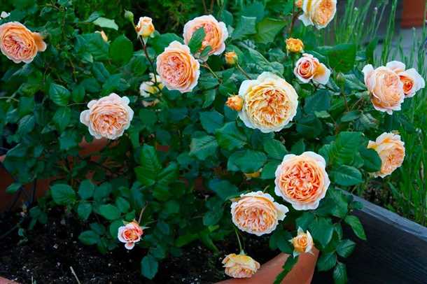 Размножение роз