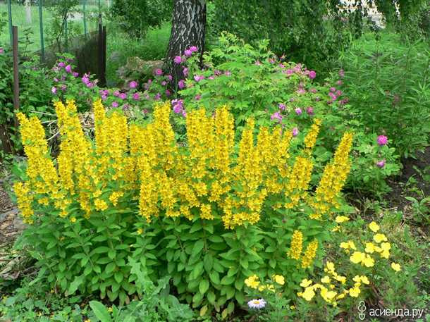 Лучшие представители лизимахии