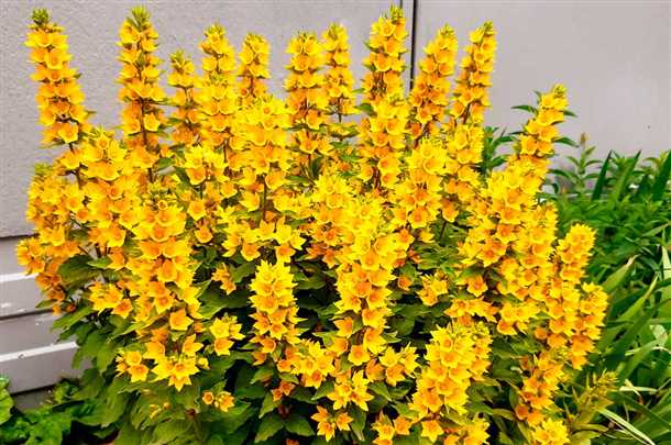 Особенности посадки и ухода