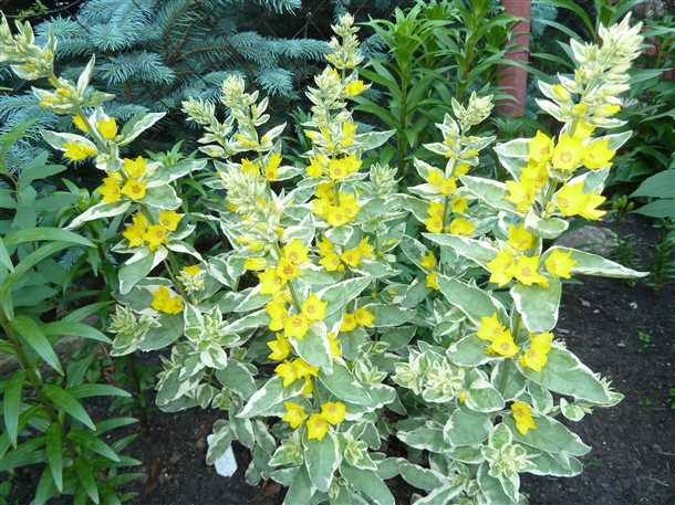 Вербейник в ландшафтном дизайне (видео)