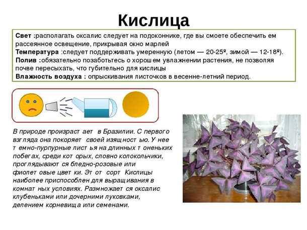 Оксалис кислица секреты ухода в домашних условиях и саду