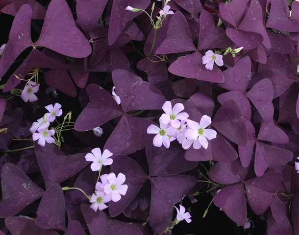 Сорт 'Золотая монета'