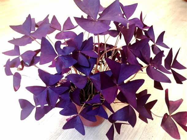 Особенности размножения