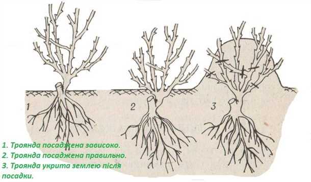 Секреты успешного выращивания