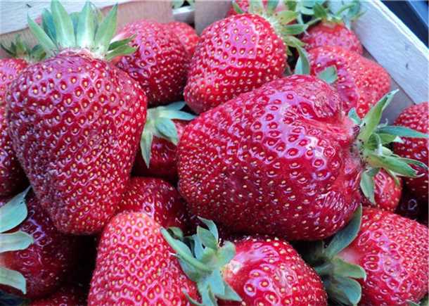 Особенности выращивания клубники на агроволокне