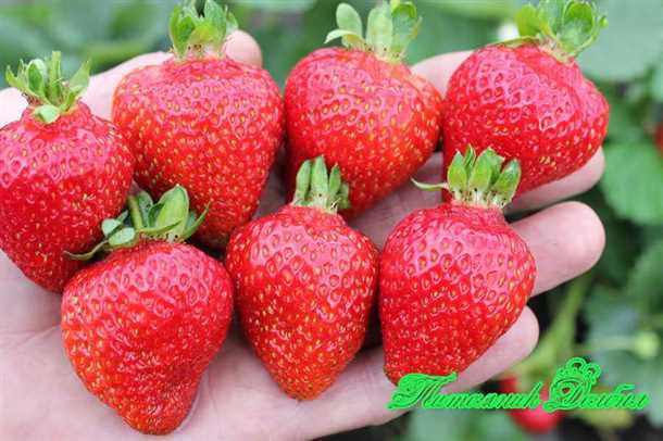 3. Удобрение