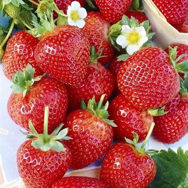 Отзывы о разновидности клубники «Альбион»