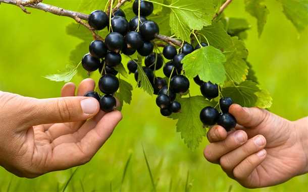 Черная смородина «Добрыня» популярная и крупноплодная