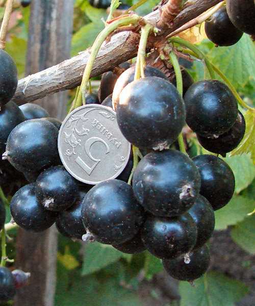 Черная смородина «Добрыня»: особенности сорта (видео)