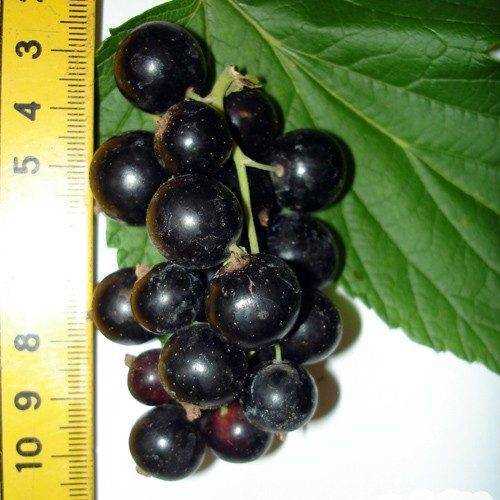 Садовод Иванов