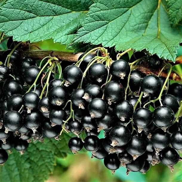 Вкусные и крупные ягоды