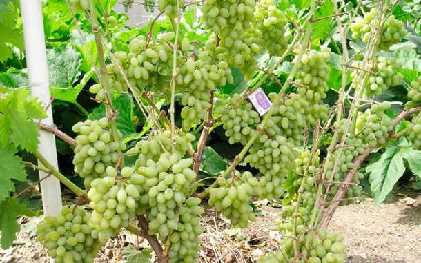 Отзывы садоводов