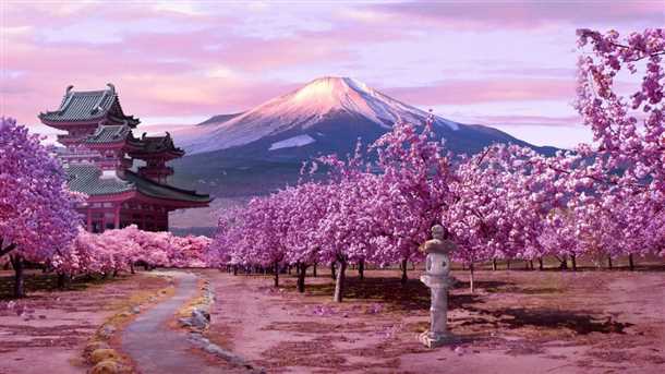 «Фуджи» прекрасная гостья из страны восходящего солнца в нашем саду