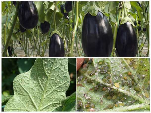 Почему вянут листья у баклажанов (видео)
