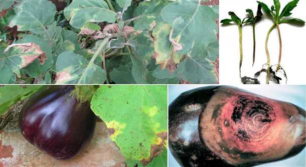 Как бороться с вредителями баклажанов народными методами (видео)