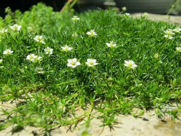 Видео о выращивании мшанки шиловидной