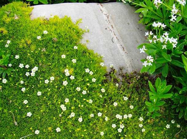 Как размножается мшанка шиловидная (видео)